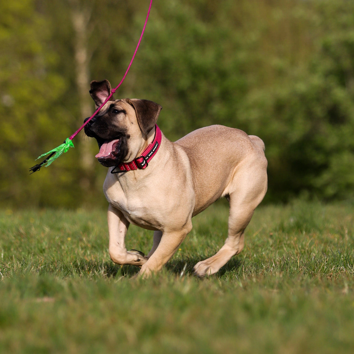 Bestia Dog Sport GripPro Print Collar - Pink