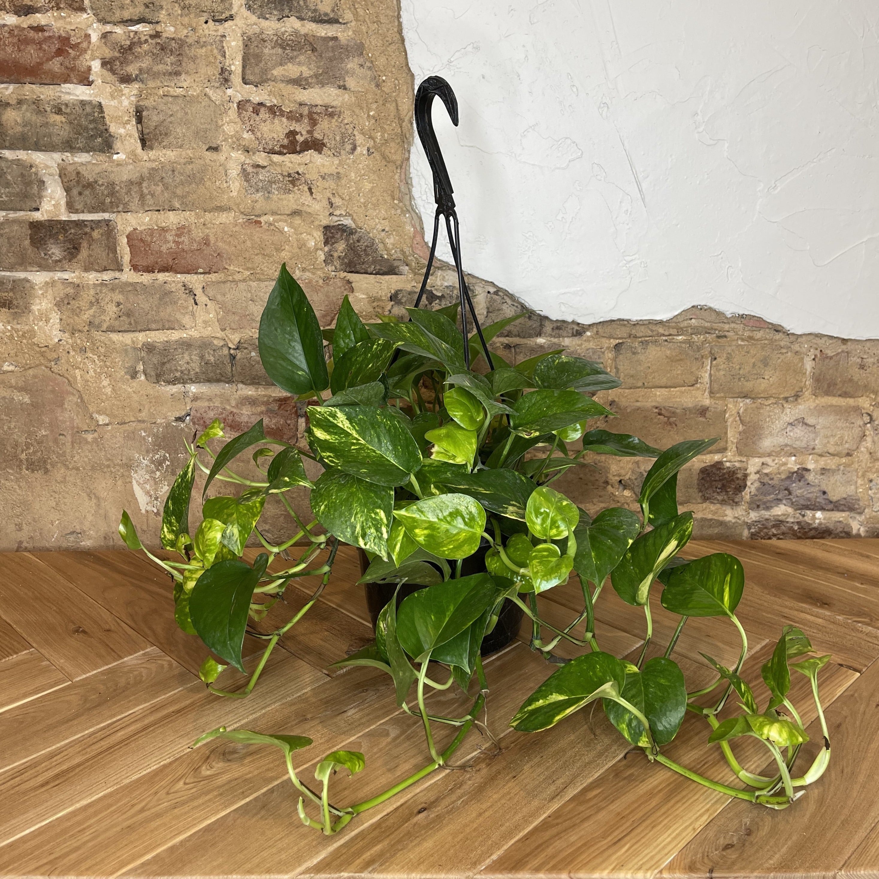 Pothos 'Golden'