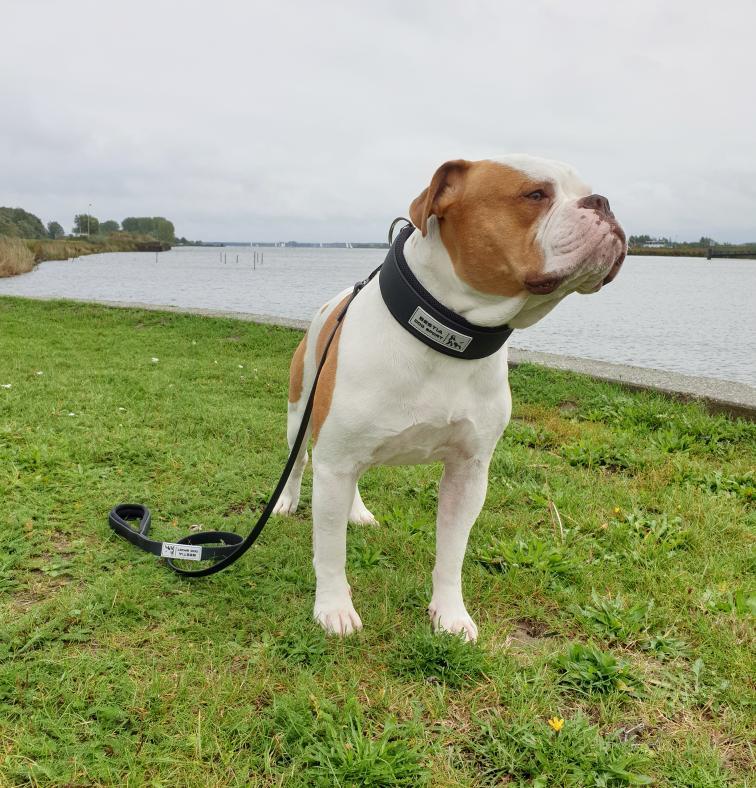 BESTIA DOG SPORT Tactical Leash